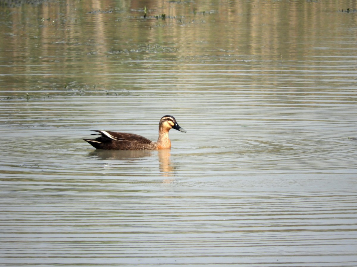 ברווז עקוד-מקור מזרחי - ML646786800
