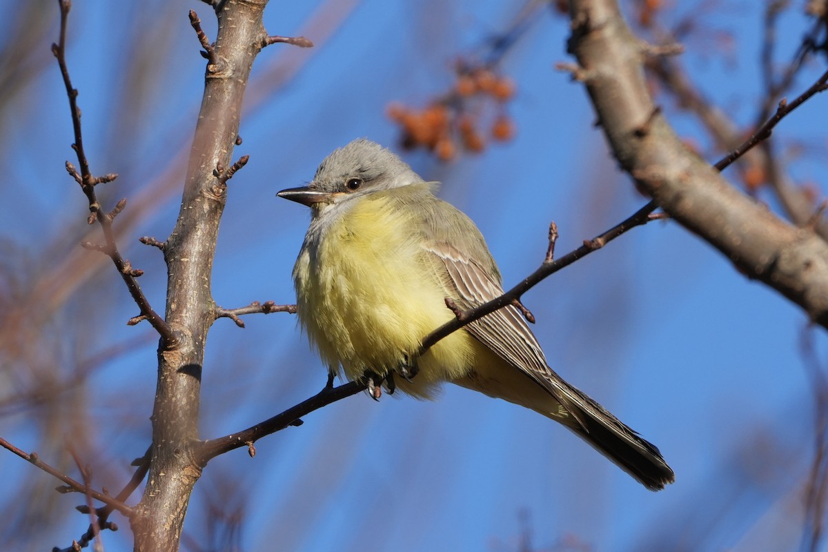 Western Kingbird - ML646786801