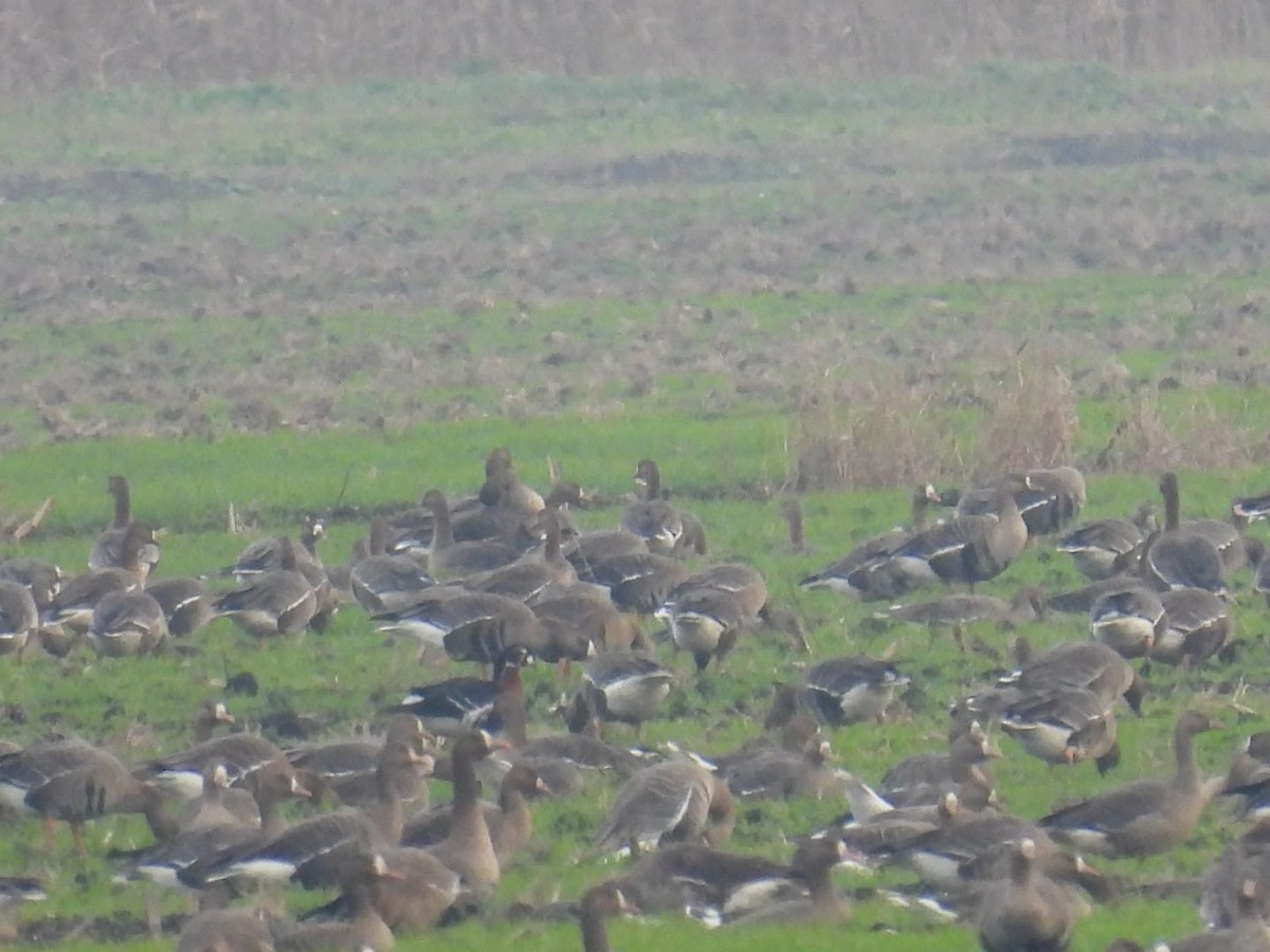 ברנטה אדומת-חזה - ML646786804