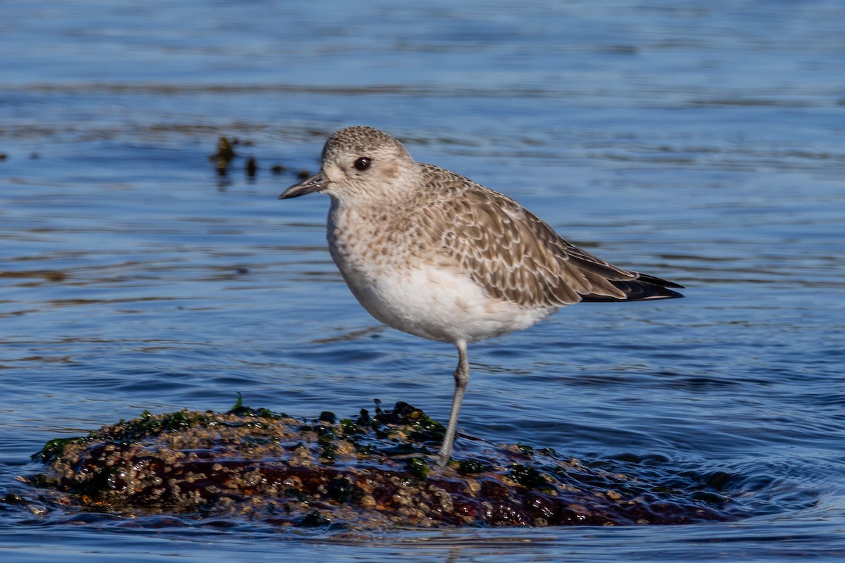 חופזי מנומר - ML646786805