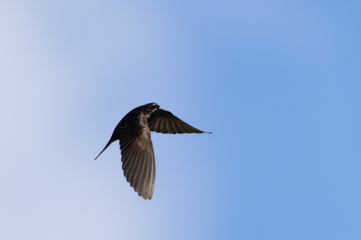 Brown-bellied Swallow - ML646786808