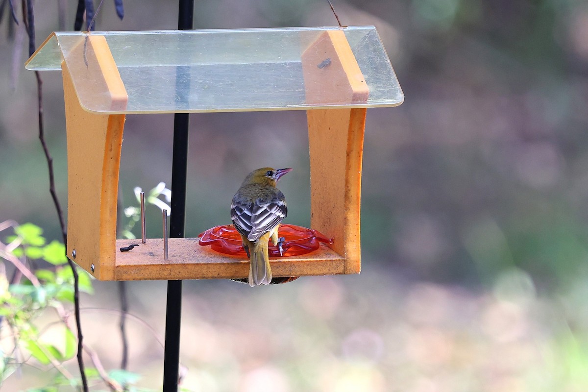 פזאי צפוני - ML646786810