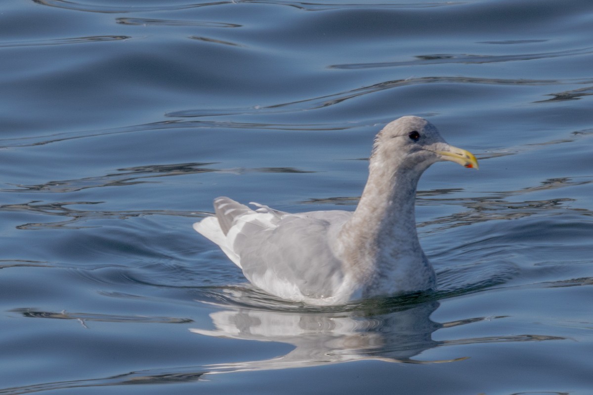 שחף אפור-כנף - ML646786811