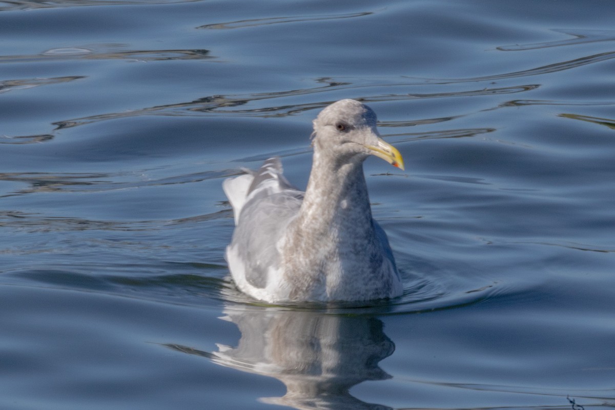 שחף אפור-כנף - ML646786812