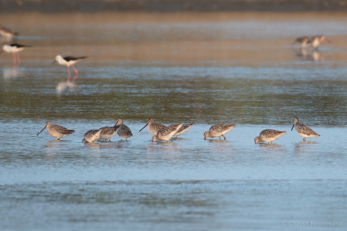 חרטומנית אסייתית - ML646786813