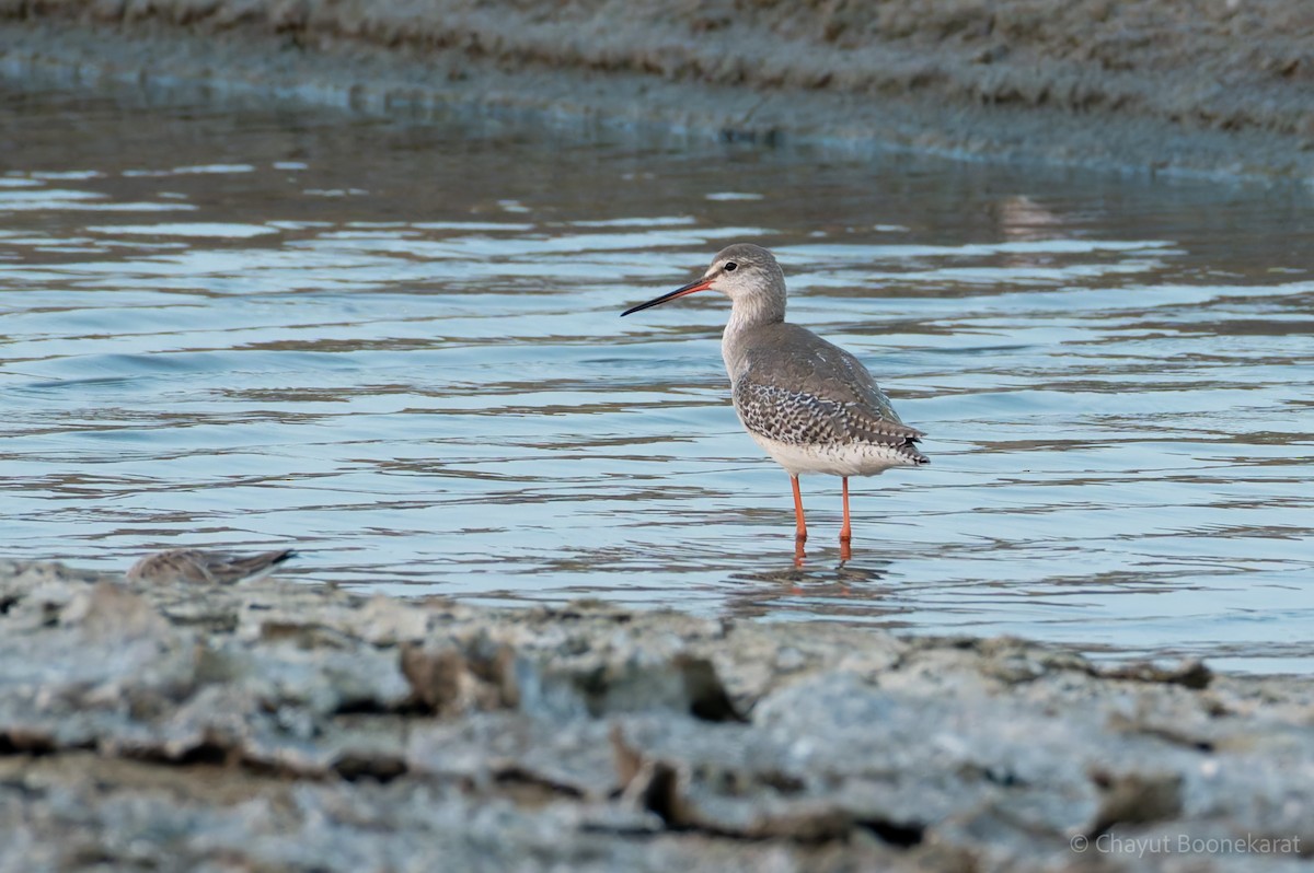 ביצנית אדומת-רגל - ML646786814