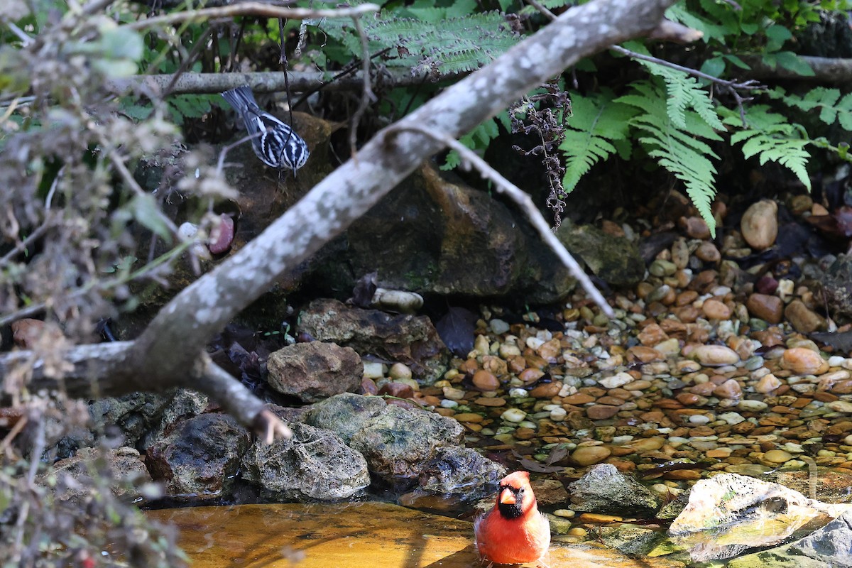 סבכון עקוד - ML646786815