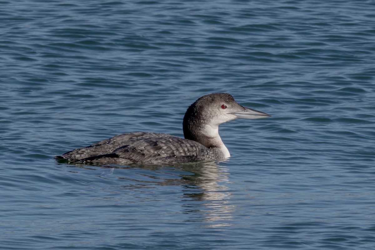 צוללן צפוני - ML646786817