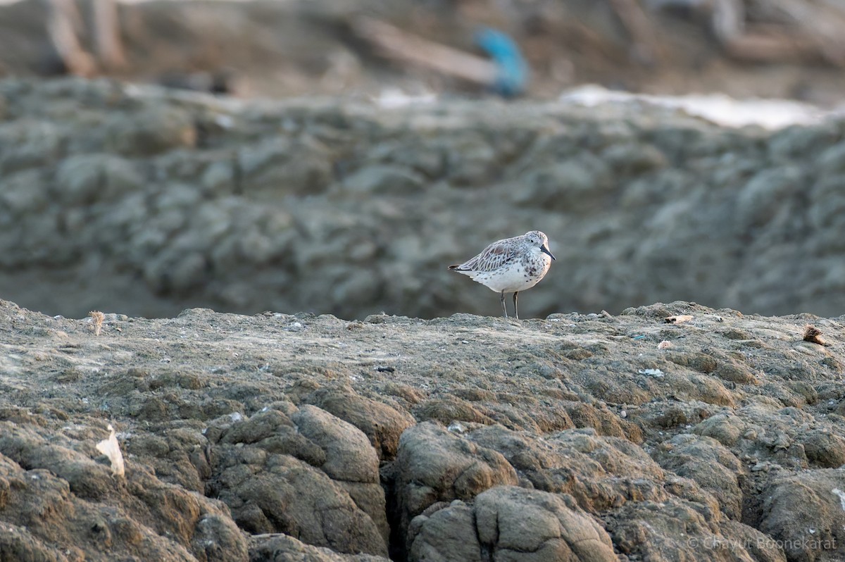 חופית גדולה - ML646786818