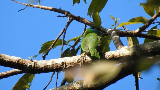 アオノドゴシキドリ - ML646786819