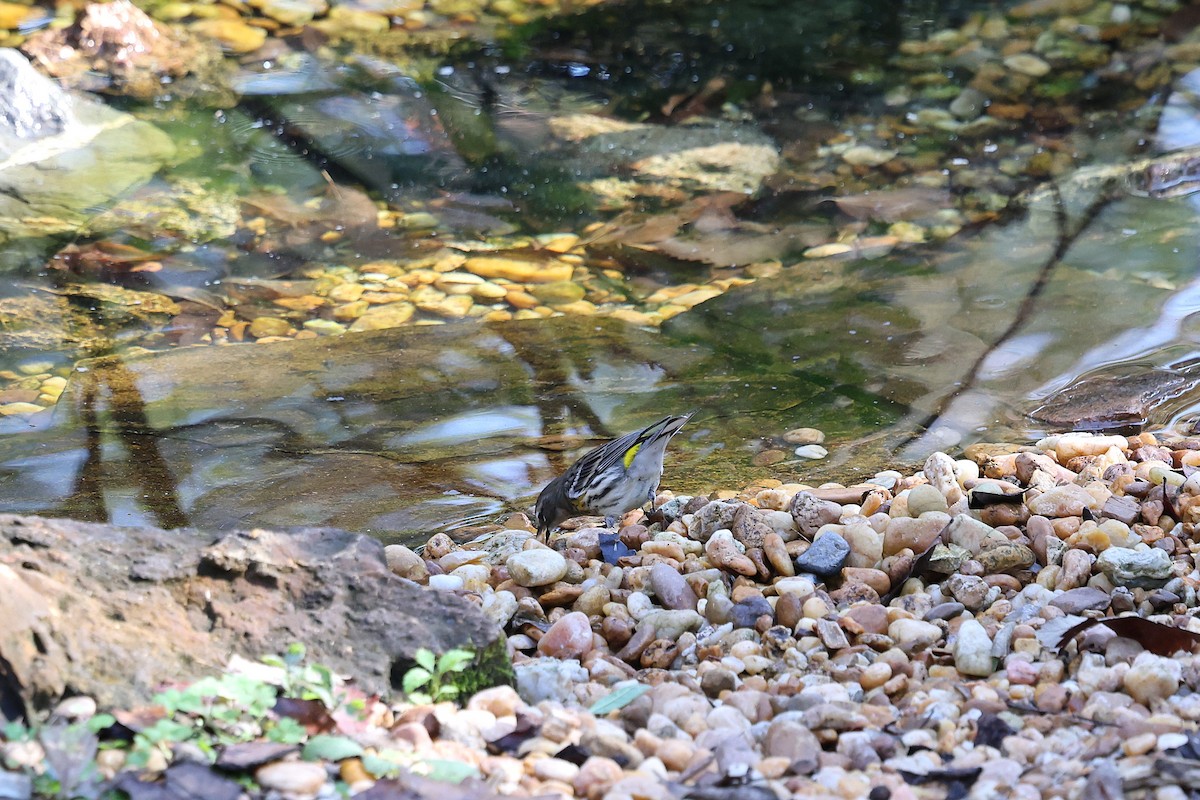 סבכון הכתר - ML646786820
