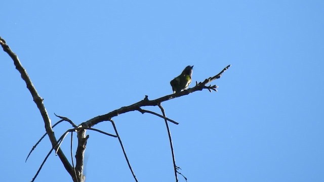 Blue-eared Barbet - ML646786823