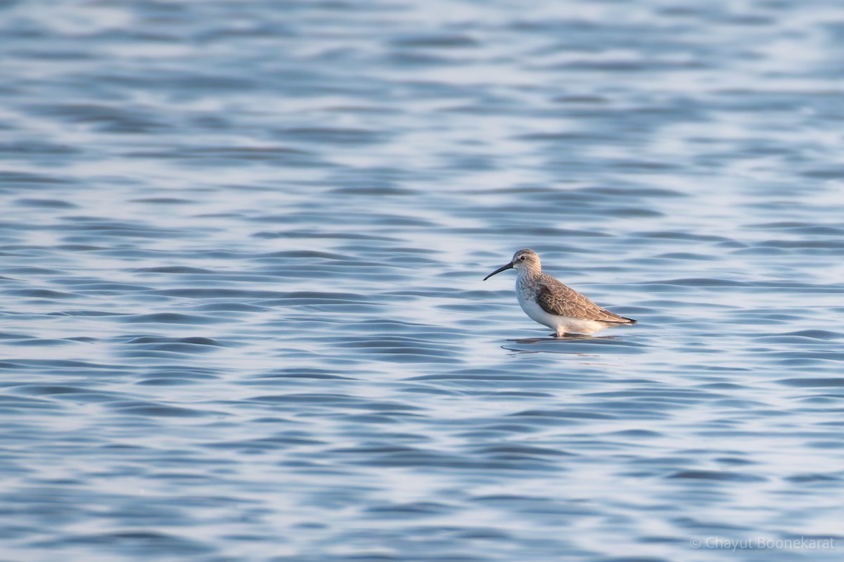 חופית מגלית - ML646786824