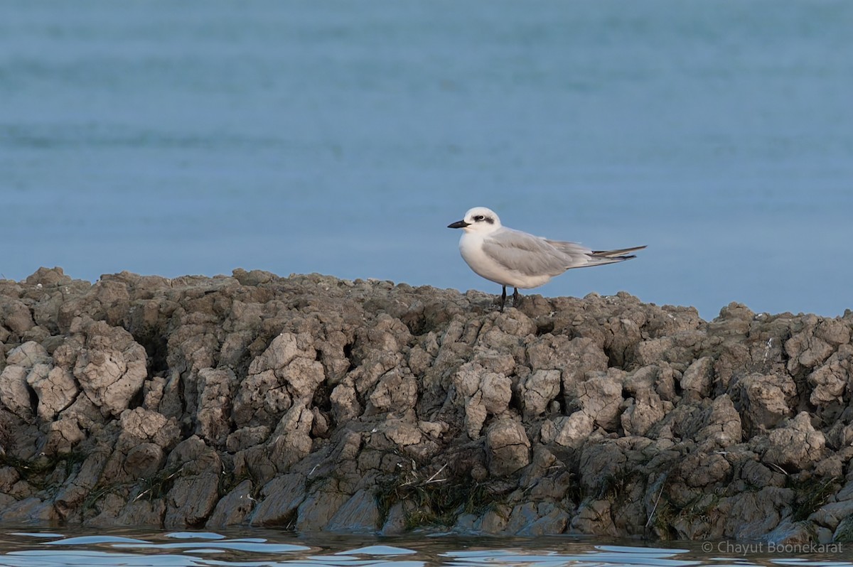 rybák černozobý - ML646786825