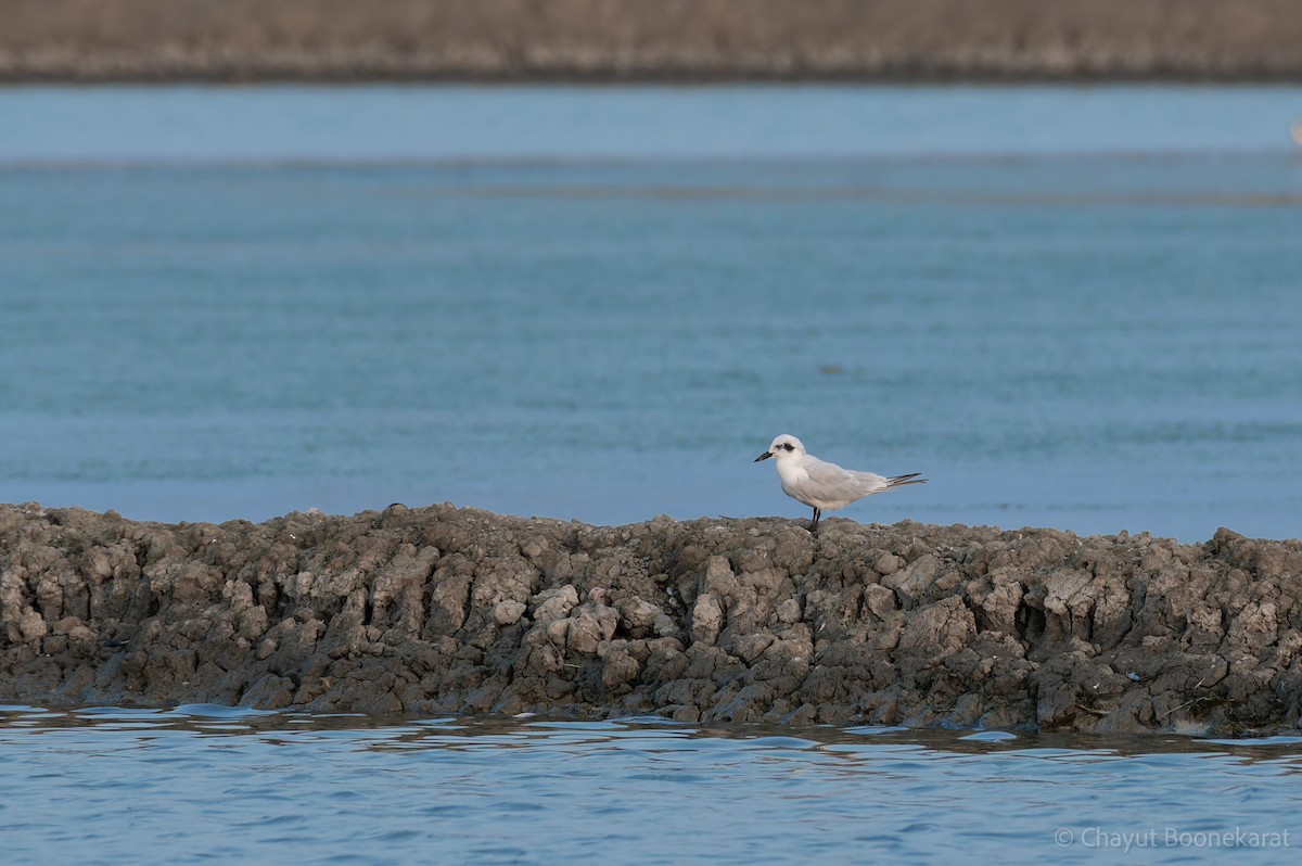 rybák černozobý - ML646786826