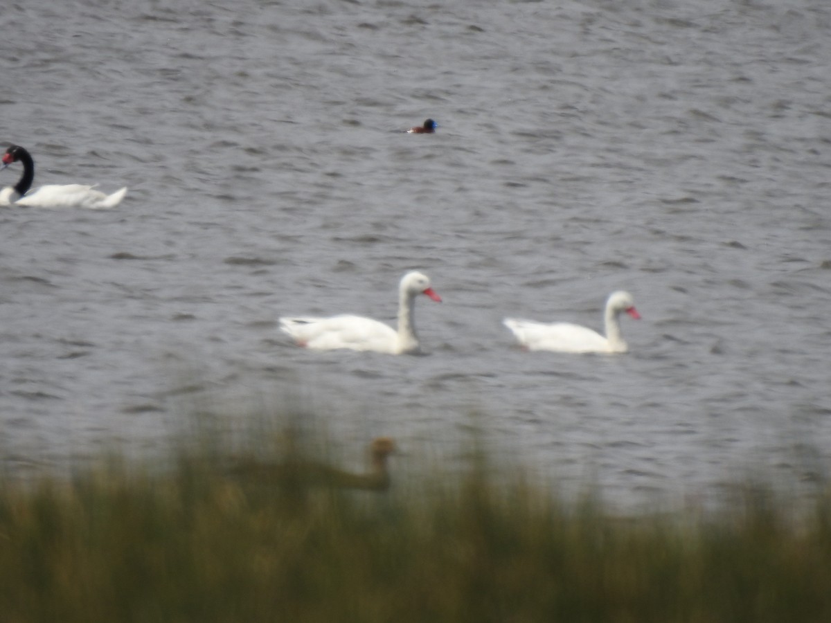 Coscoroba Swan - ML646786827