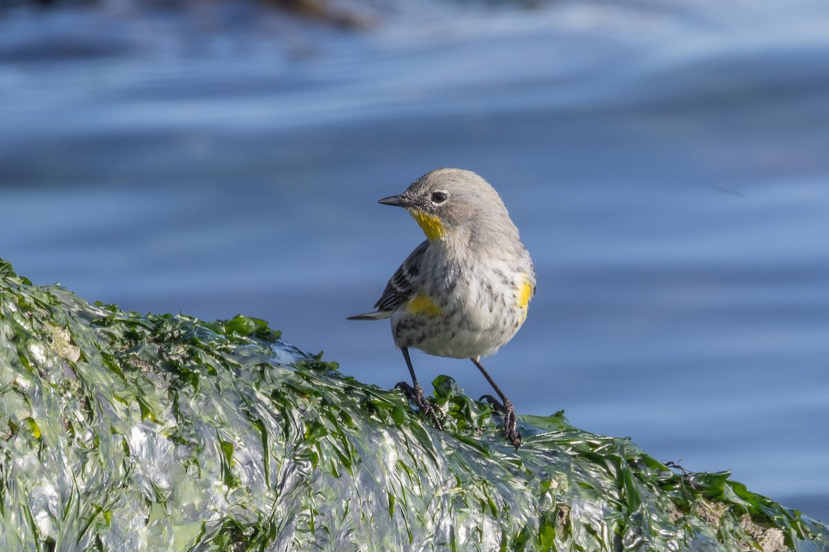 Yellow-rumped Warbler (Audubon's) - ML646786828