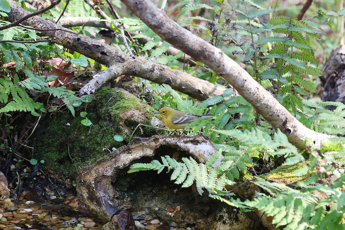 סבכון אורנים - ML646786829