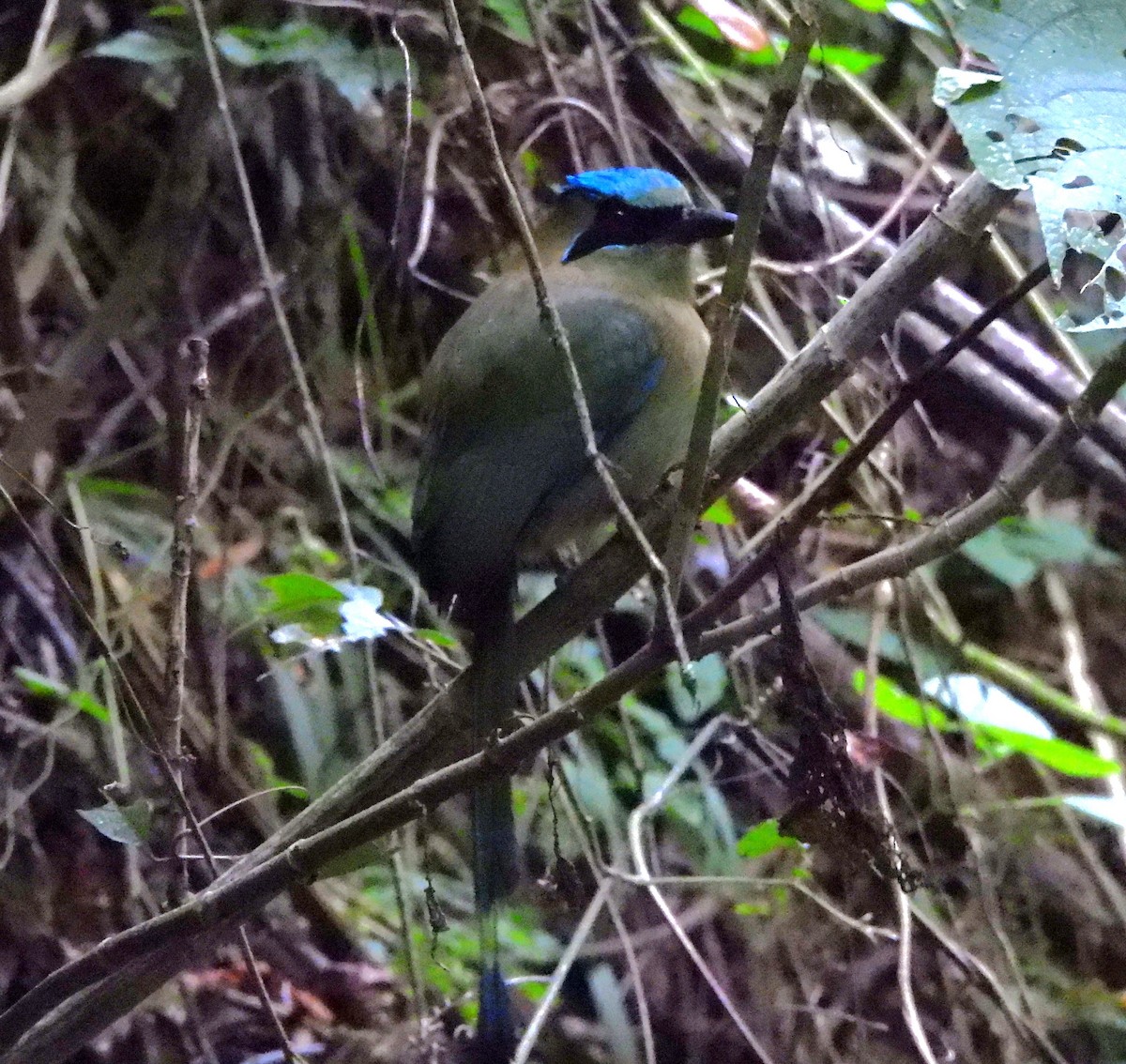 Blue-capped Motmot - ML646786830