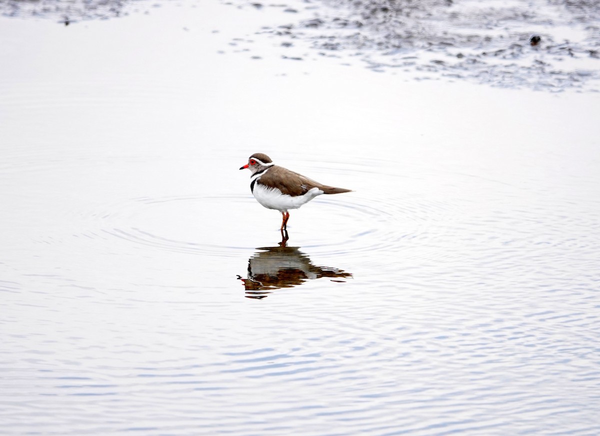 Трёхполосый зуёк - ML646786836