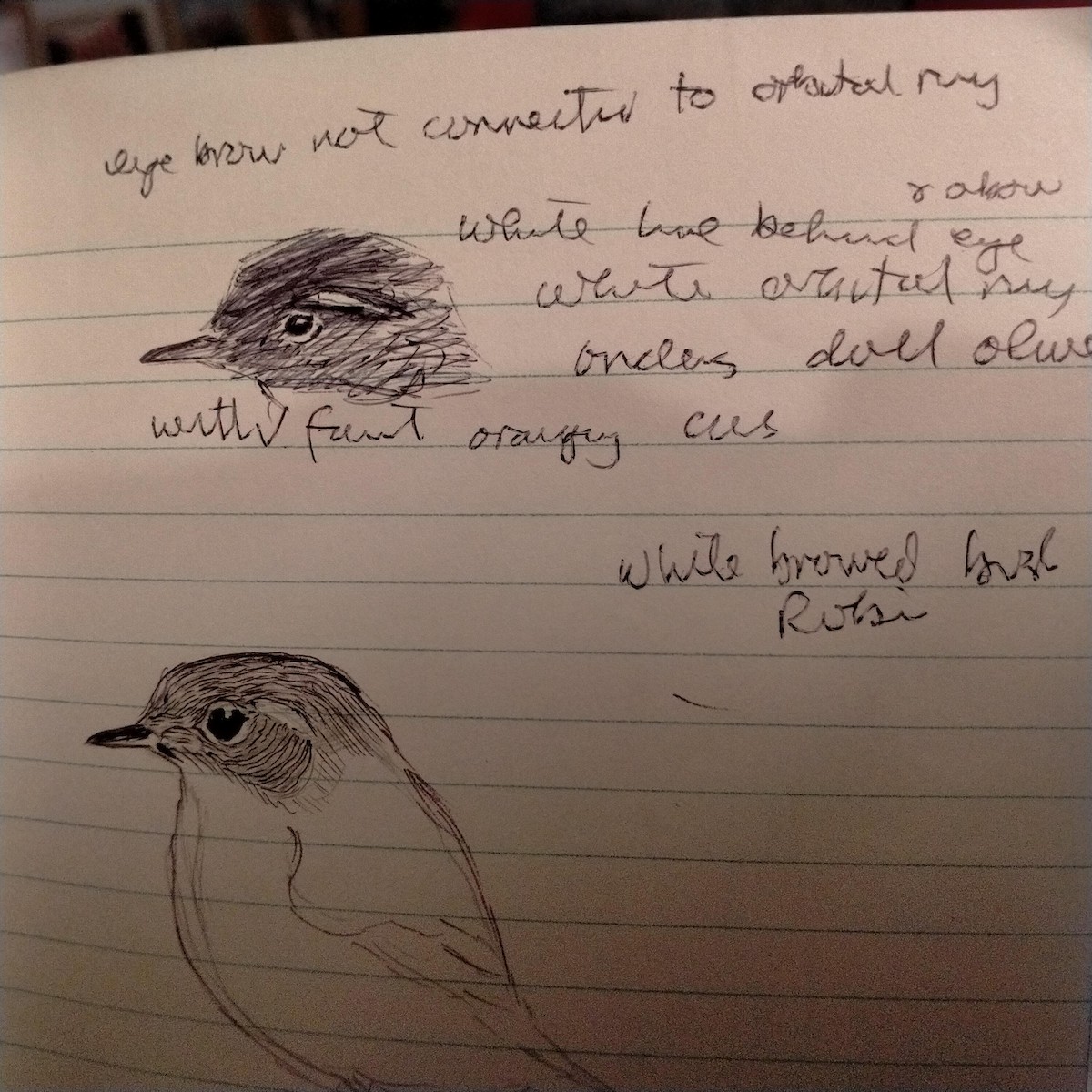 White-browed Bush-Robin - ML646786837