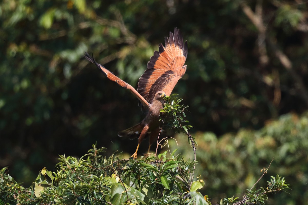 Саванный крабоед - ML646786844