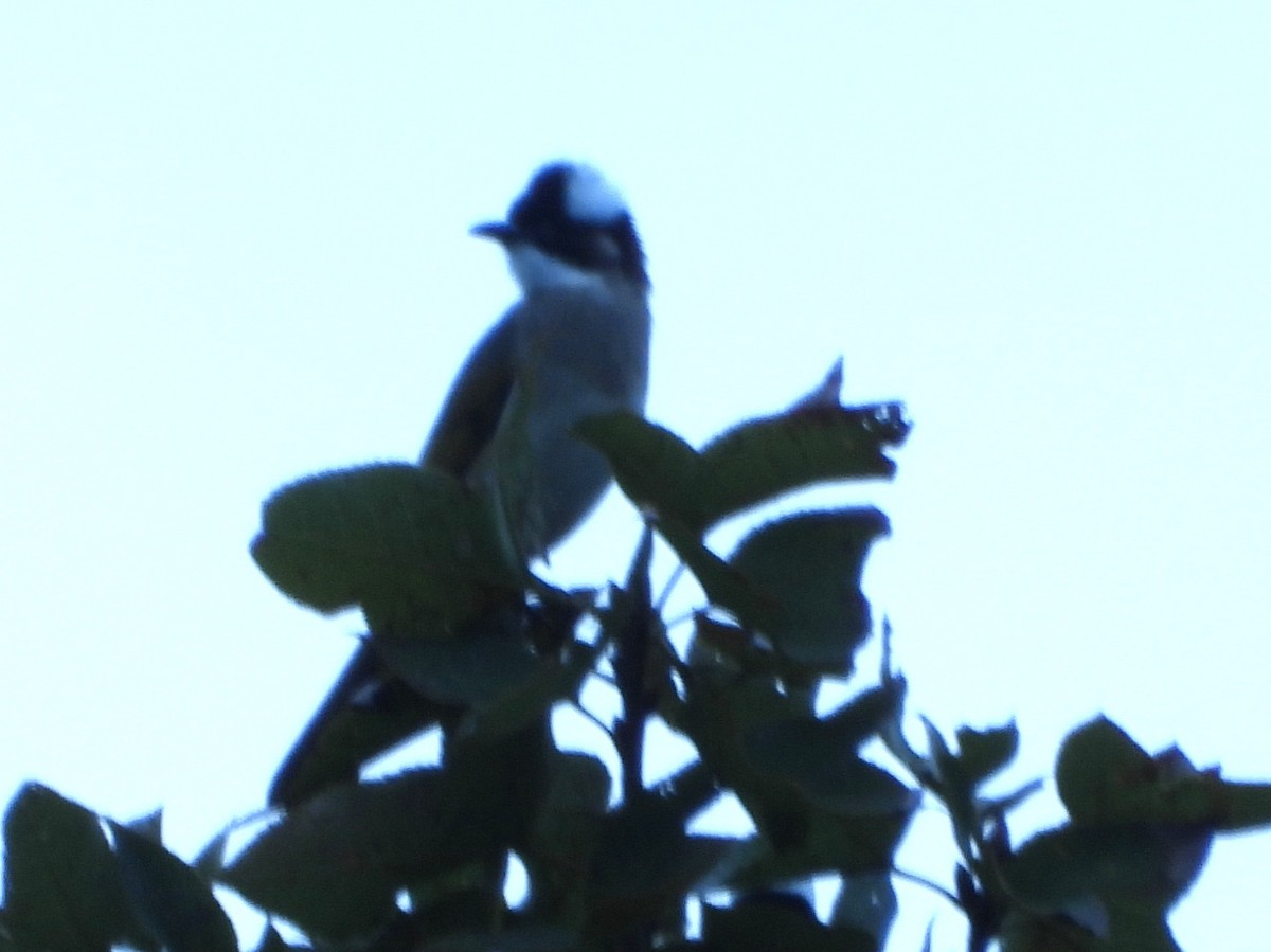Light-vented Bulbul - ML646786845