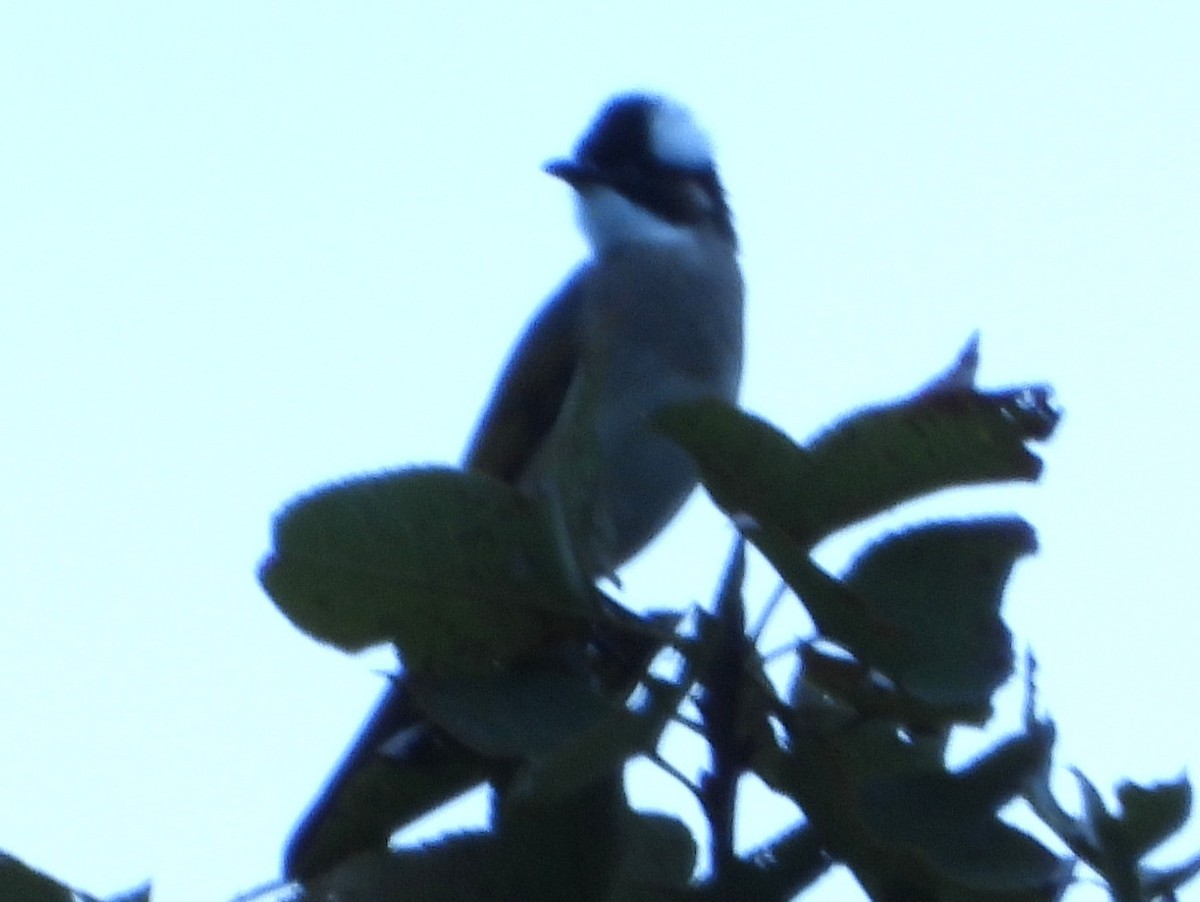 Light-vented Bulbul - ML646786846