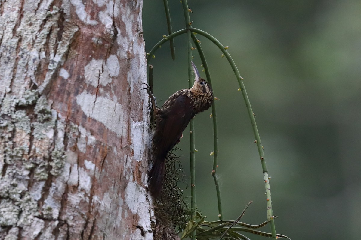 Lesser Woodcreeper - ML646786849