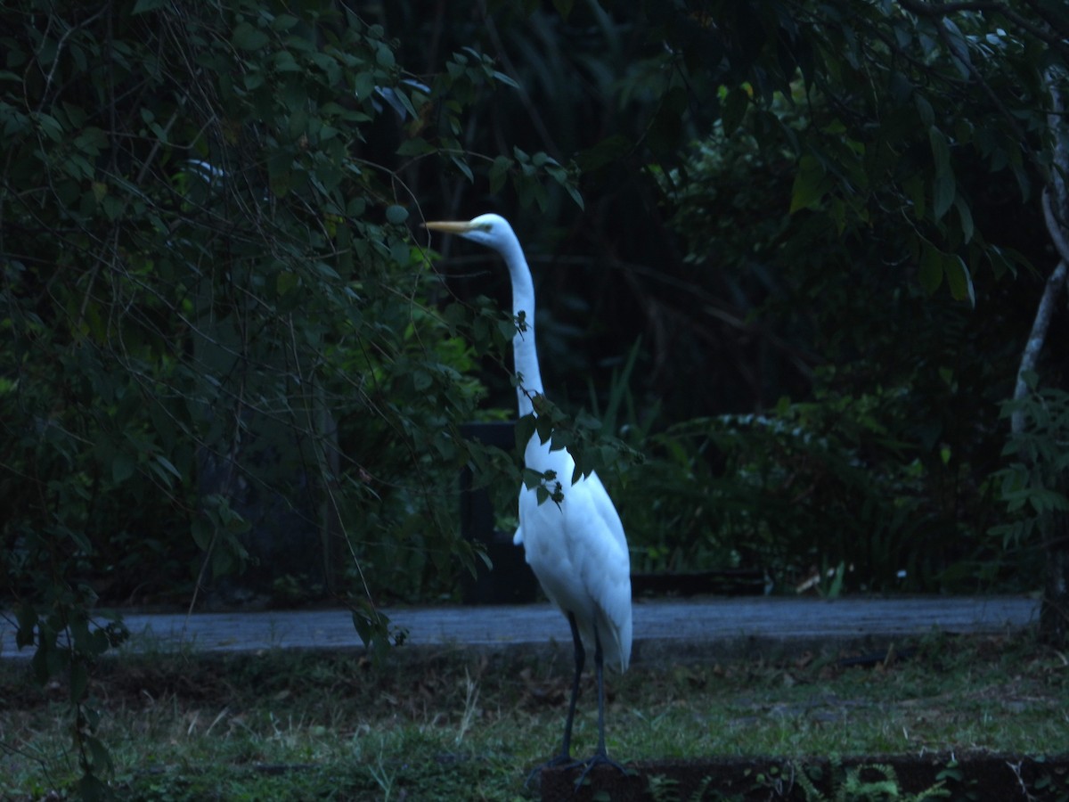 Great Egret - ML646786850
