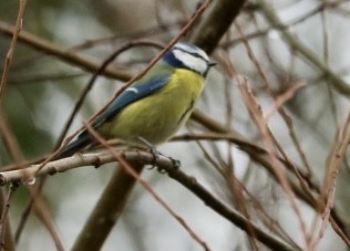 Eurasian Blue Tit - ML646786852