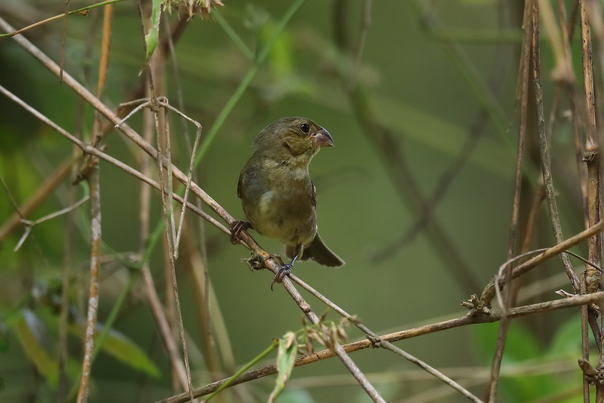 Buffy-fronted Seedeater - ML646786855
