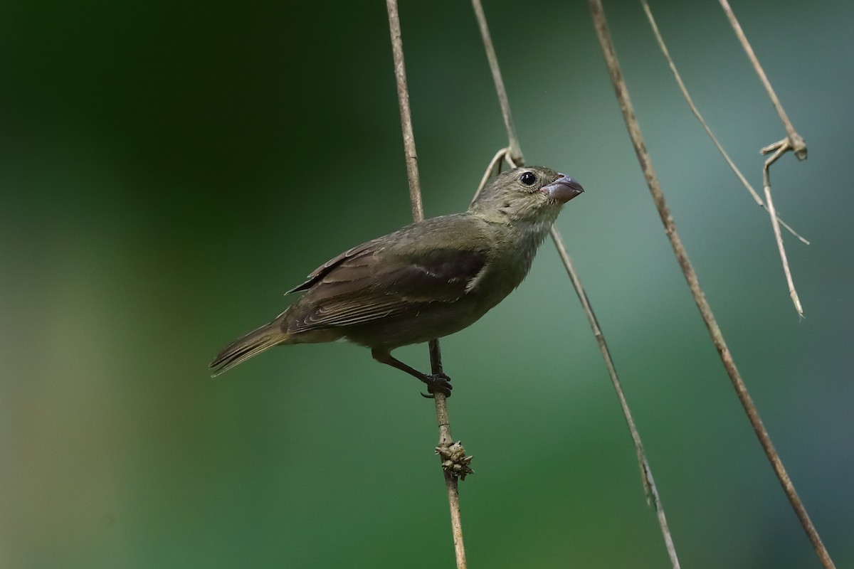 Buffy-fronted Seedeater - ML646786856