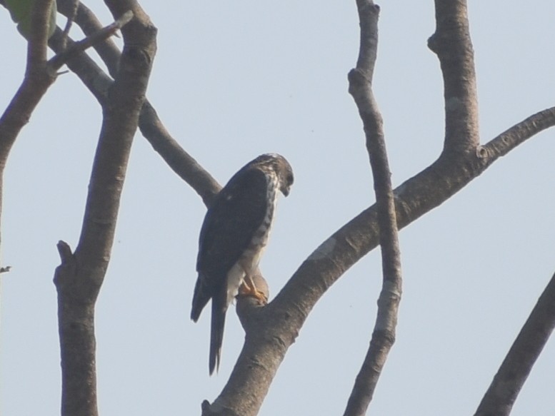 Accipitrino (Antes Accipiter sp.) - ML646786859