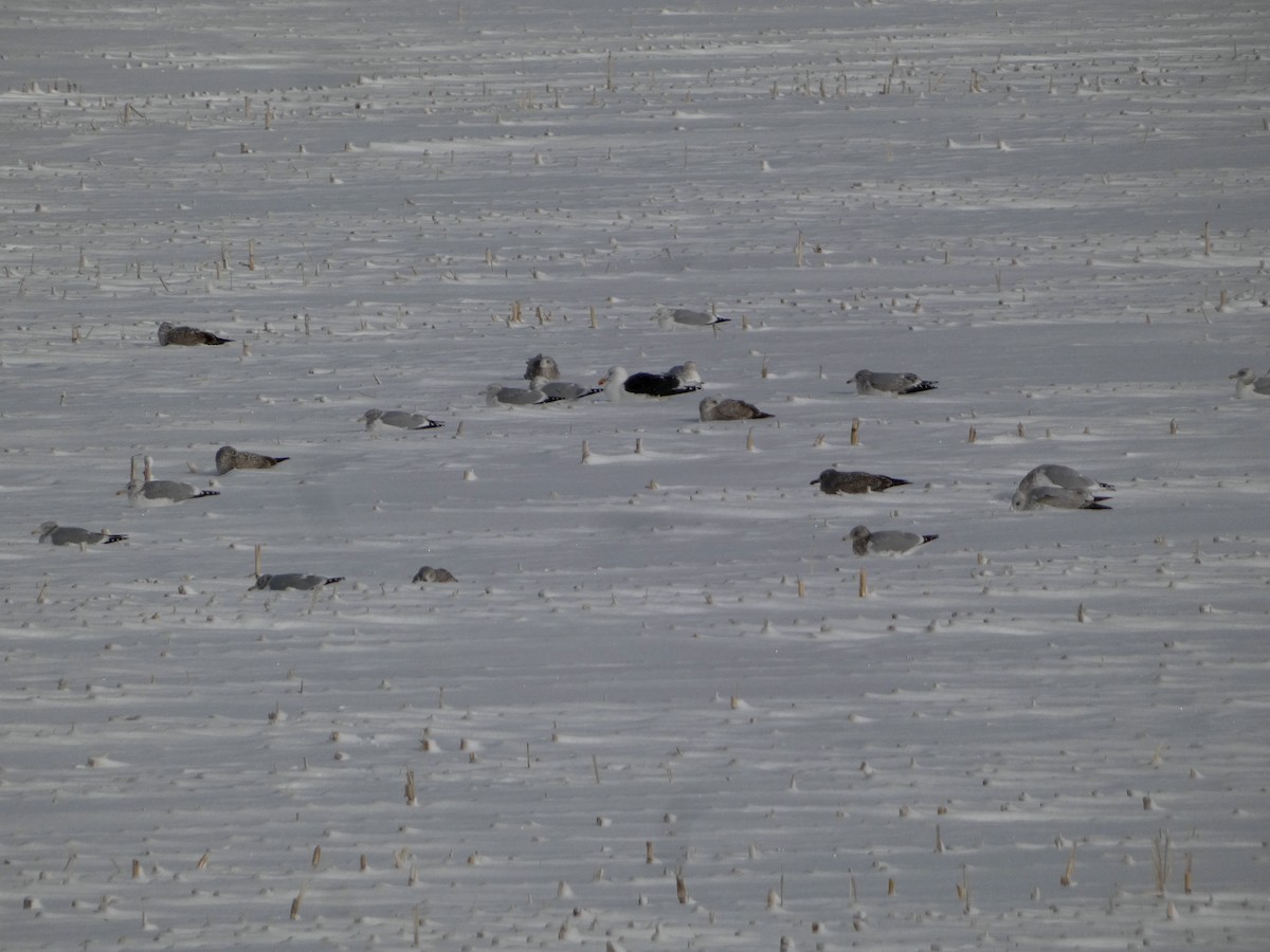 Морская чайка - ML646786860