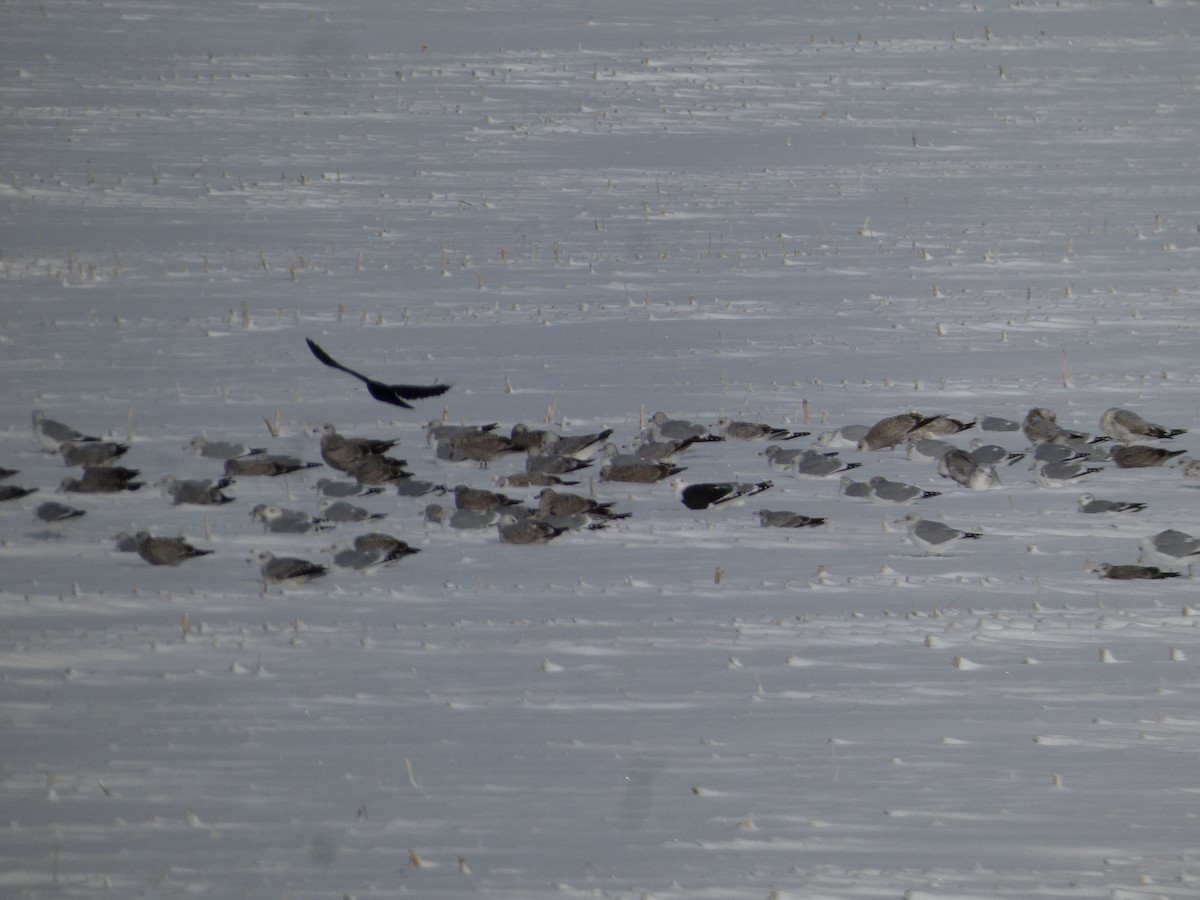 Морская чайка - ML646786862