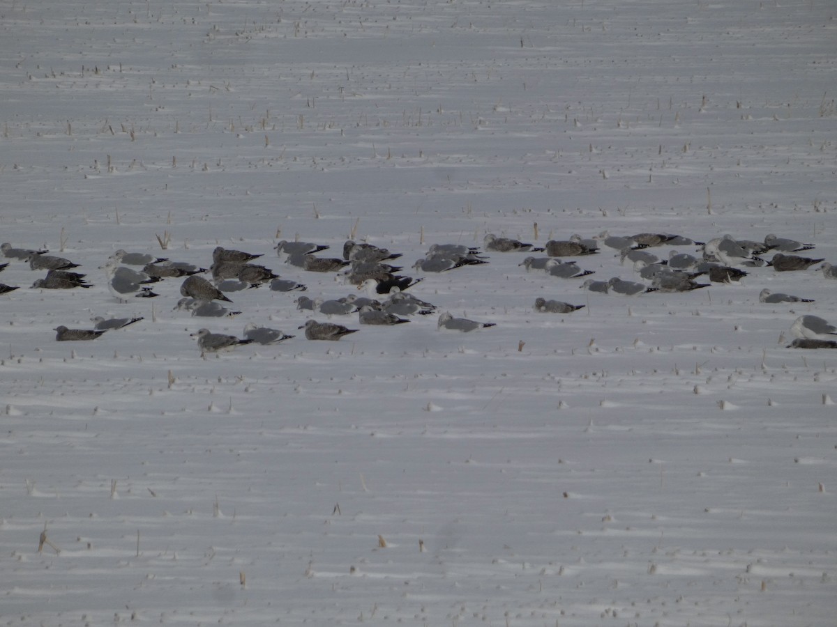 Морская чайка - ML646786863