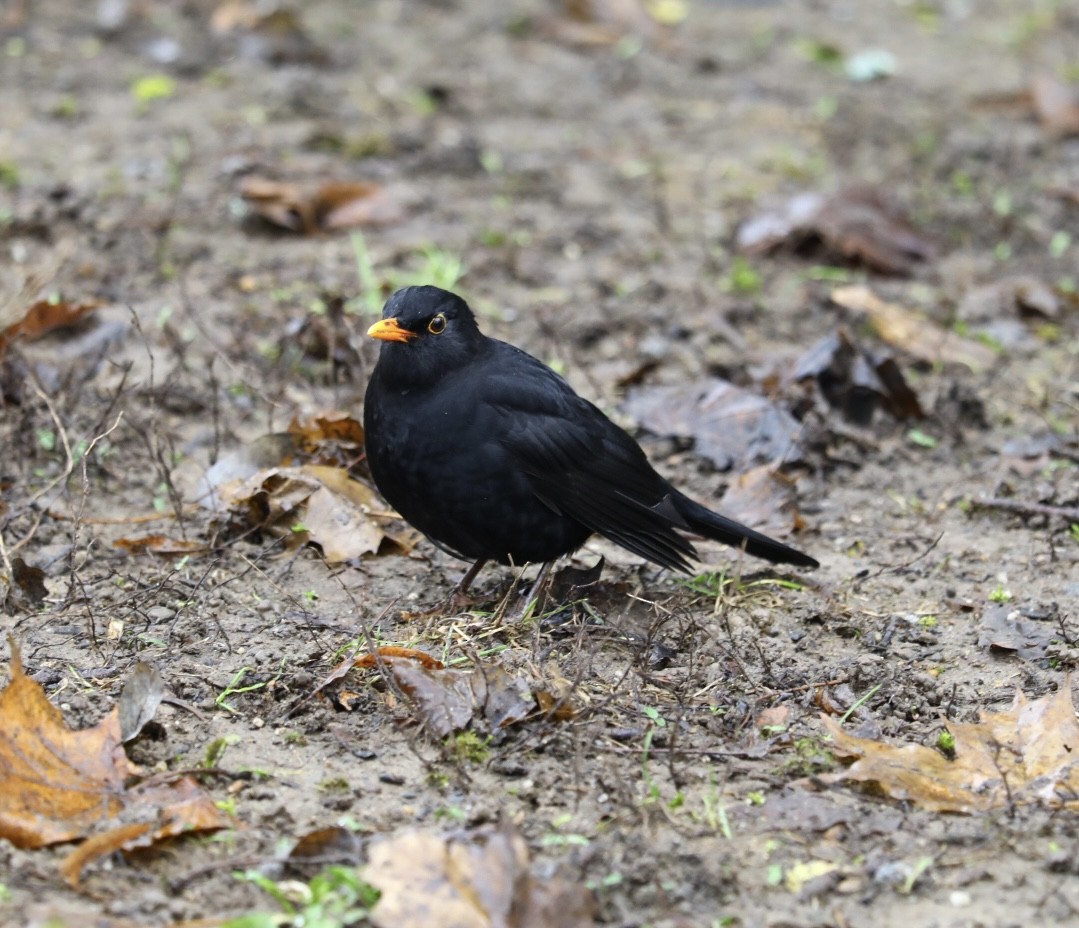 Eurasian Blackbird - ML646786864