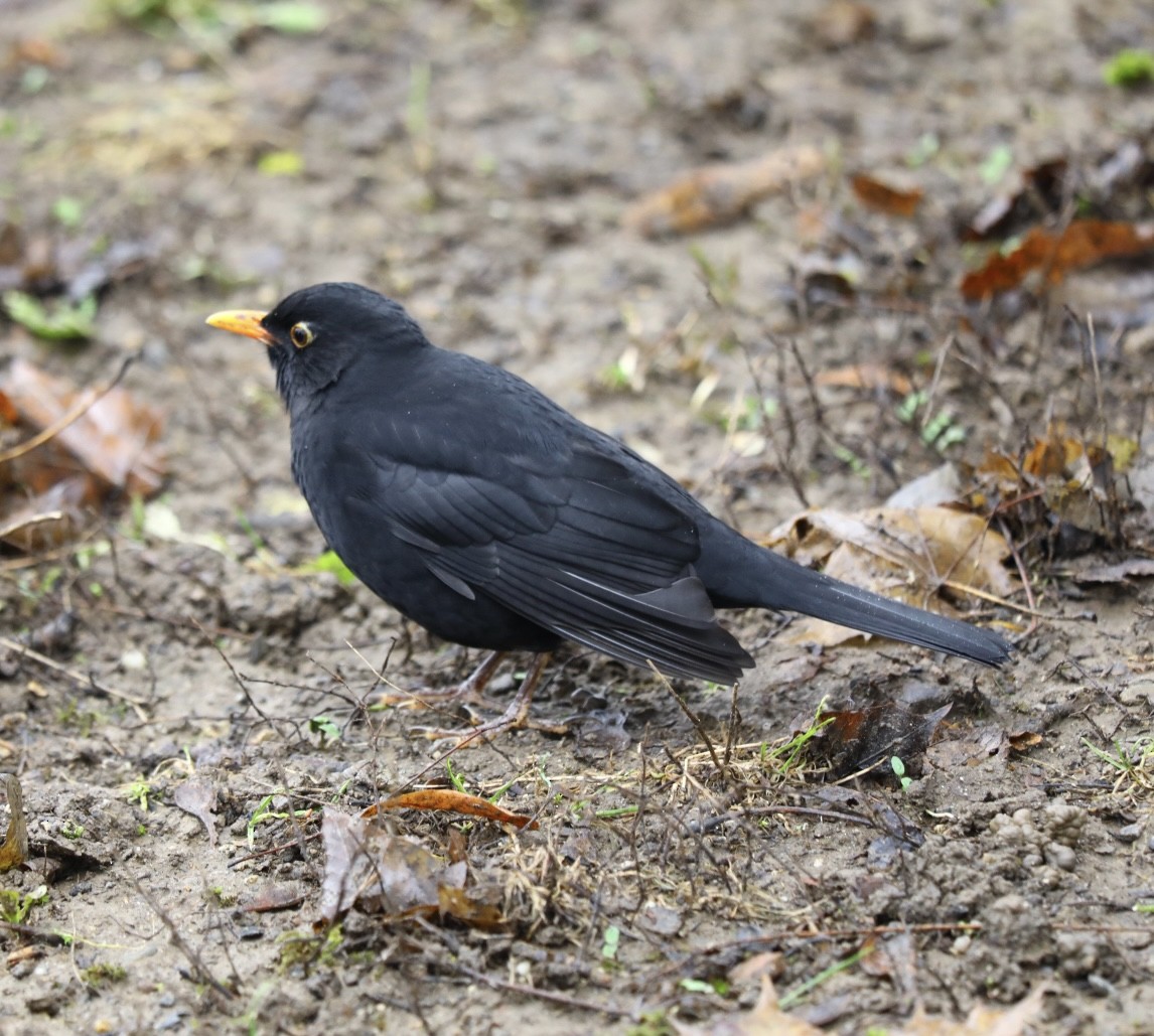 Eurasian Blackbird - ML646786865