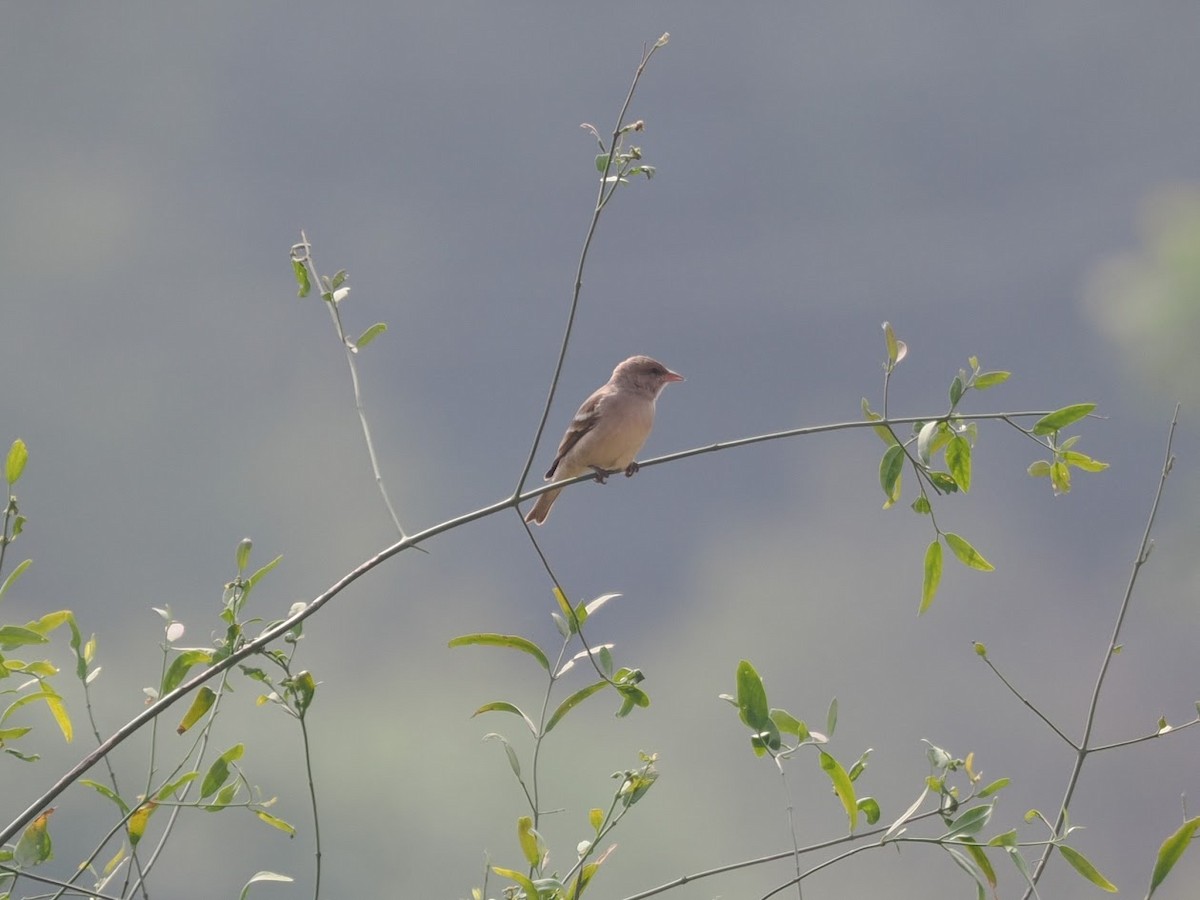 Gelbkehlsperling - ML646786866