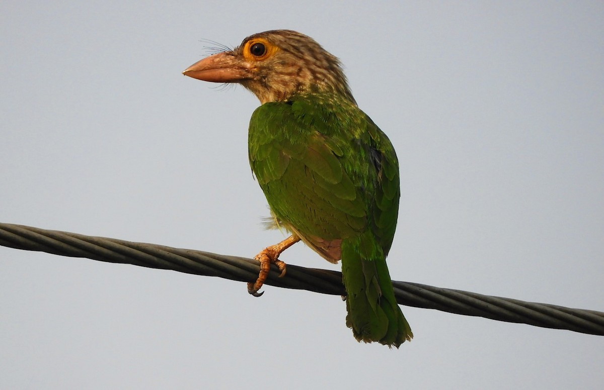 シロボシオオゴシキドリ - ML646786867