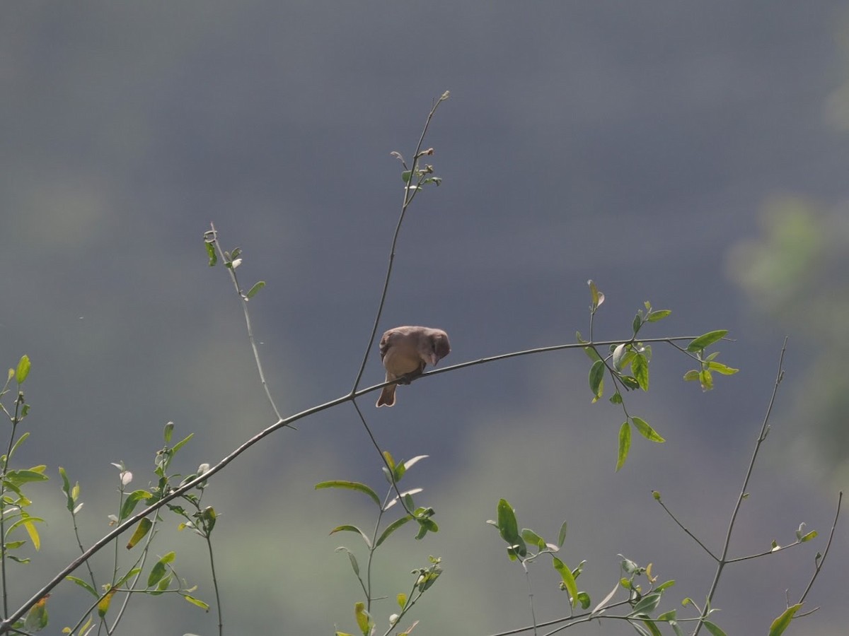 Gelbkehlsperling - ML646786868