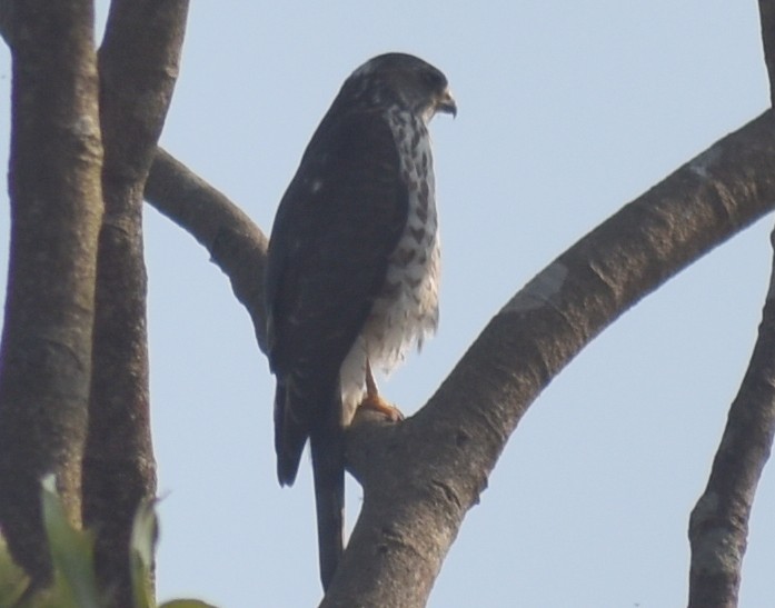 Accipitrino (Antes Accipiter sp.) - ML646786871