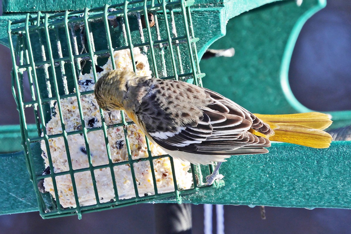 Балтиморский трупиал - ML646786873