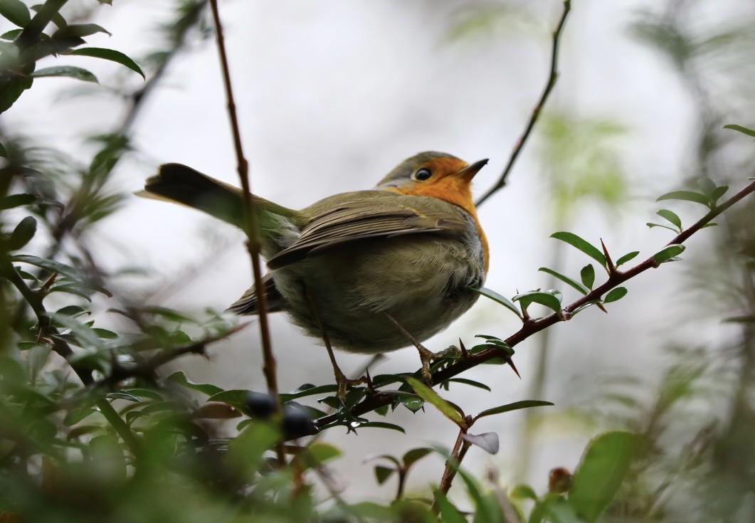 European Robin - ML646786874