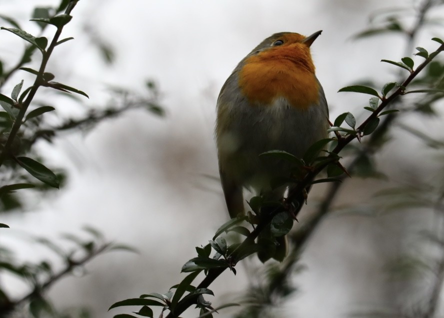 European Robin - ML646786875