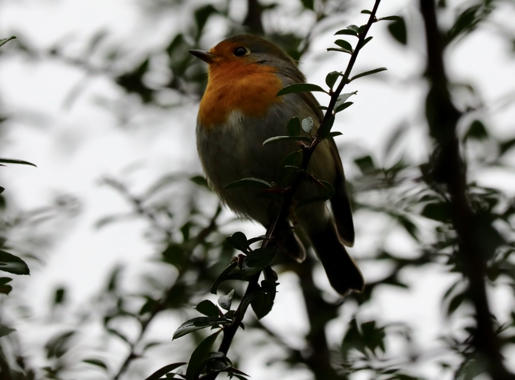 European Robin - ML646786876