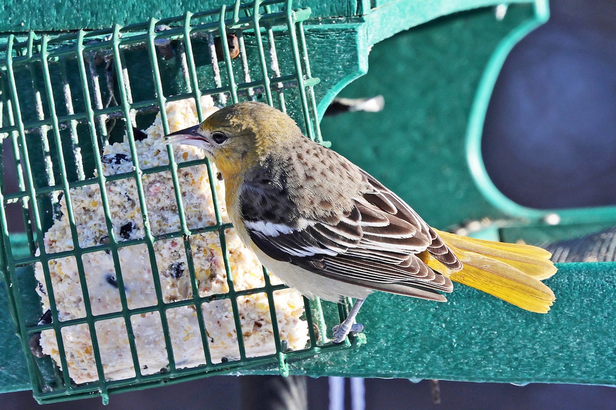 Балтиморский трупиал - ML646786878