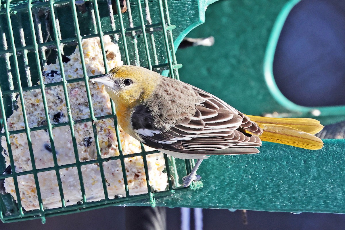 Балтиморский трупиал - ML646786879