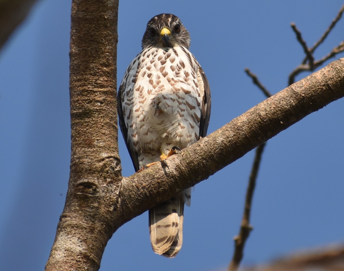 Accipitrino (Antes Accipiter sp.) - ML646786880